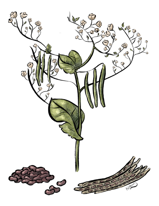 Field Peas (Digital)