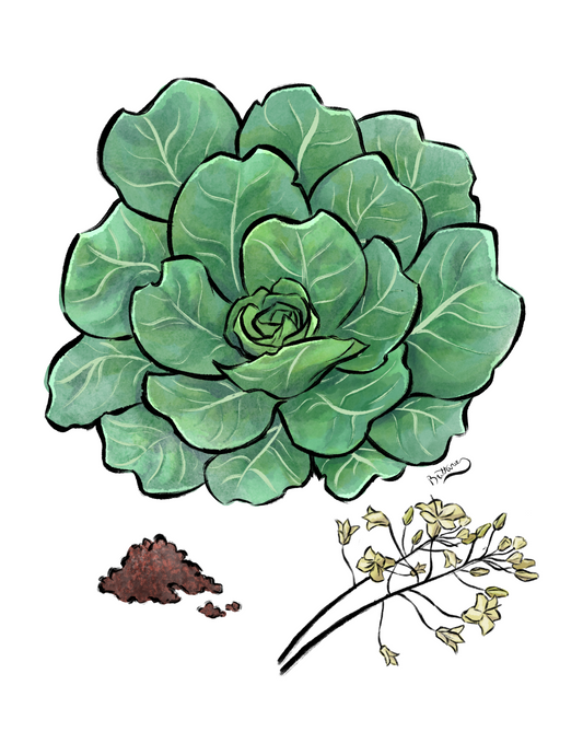 Collards Plant Profile (Digital)