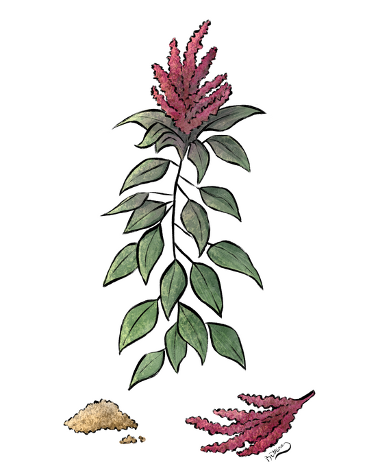 Amaranth Plant Profile (Digital)