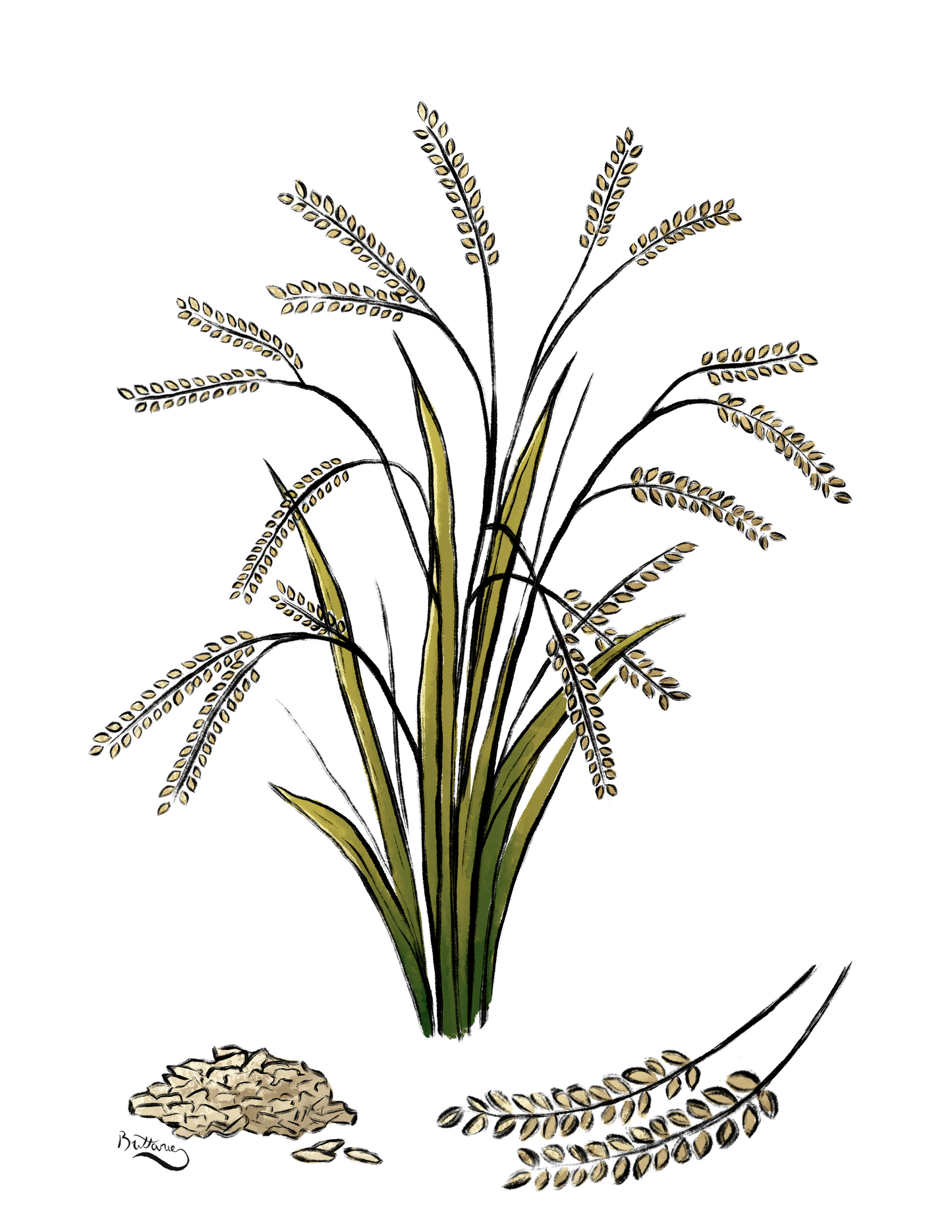 Rice Plant Profile (Digital)