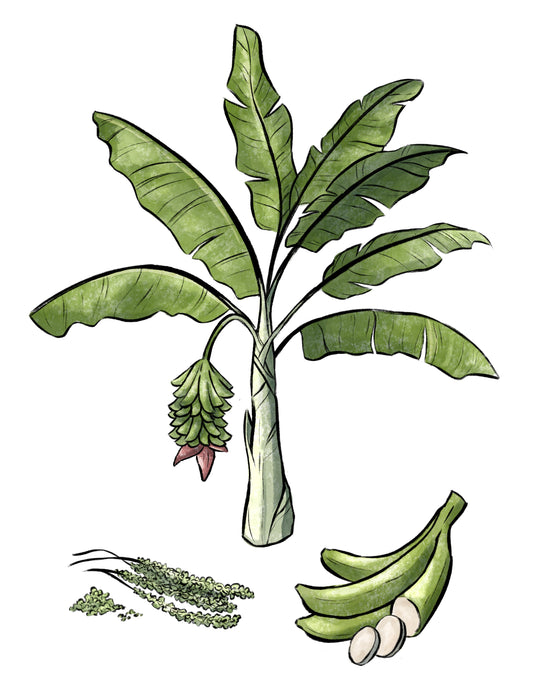 Banana Plantain Plant Profile (Digital)