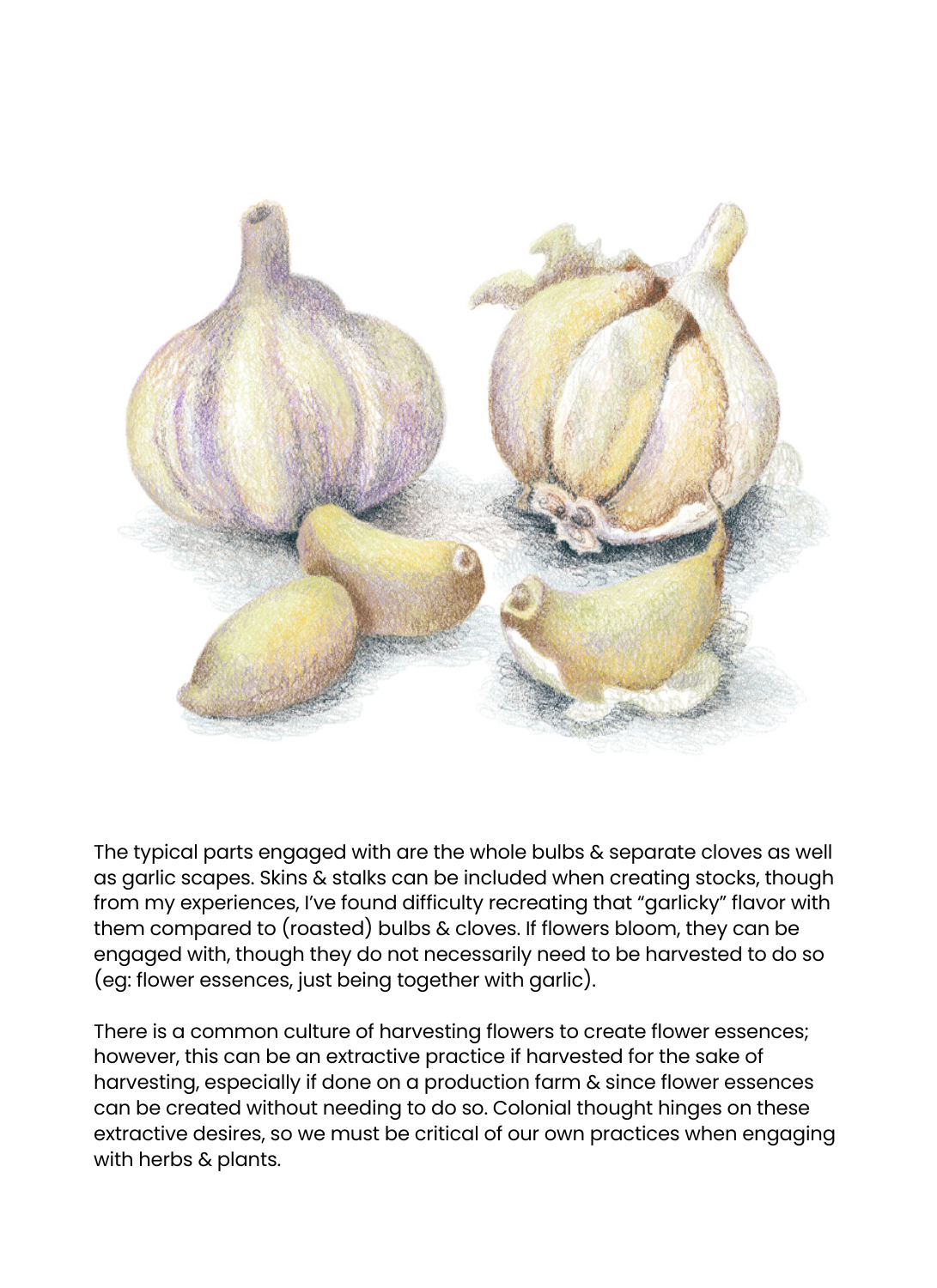 Plant Comrades: Garlic & Ginger (PRINT)